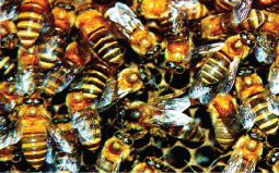 Nie tylko Apis mellifera